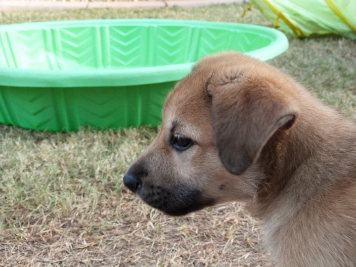 chinook dog